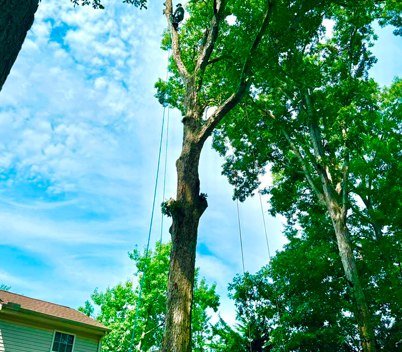 Towing services in Hesperia